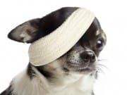 dog-bandage