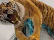 lifeofpi-tiger lifeofpi-tiger
