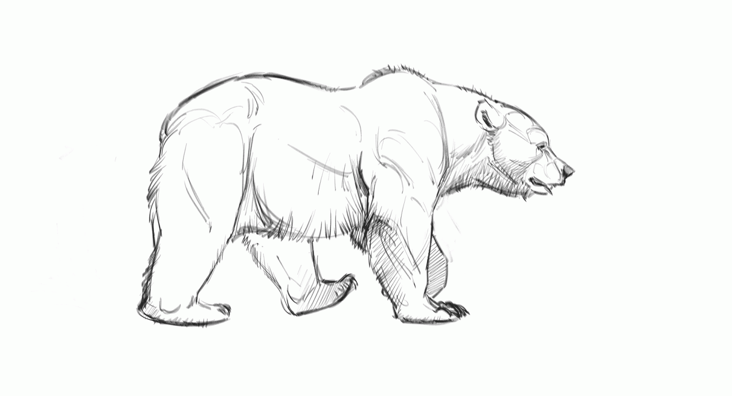 Bear walk cycle locomotion example from “How to Draw Bears" course.