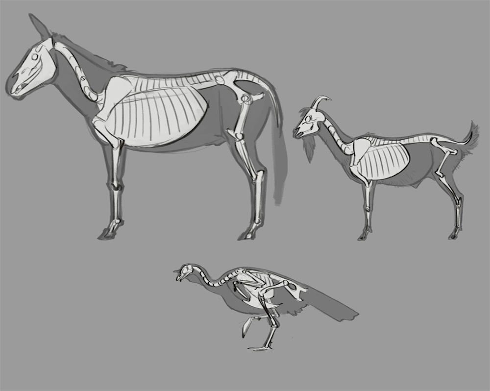 Animal comparison study by Aaron Blaise.