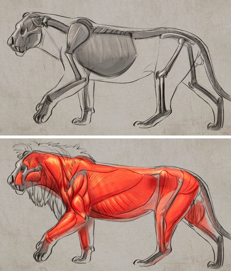 Lion body studies by Aaron Blaise.