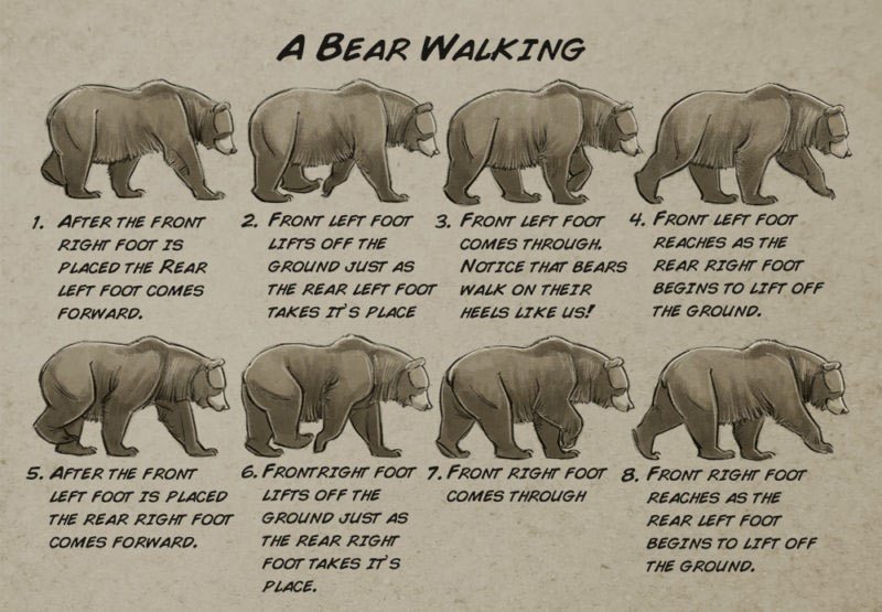 Bear locomotion study.