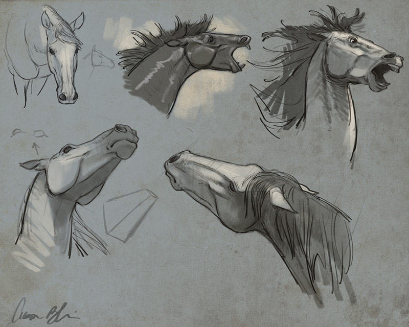 Horse anatomy head studies by Aaron Blaise.