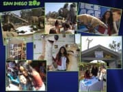 sd zoo