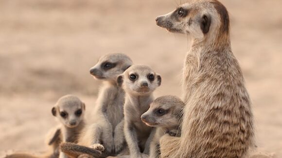 Meerkat Manor