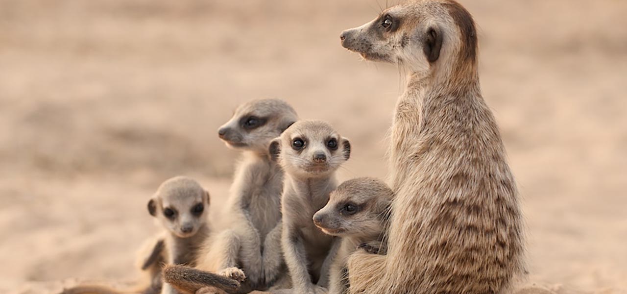 Meerkat Manor