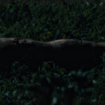 Secret Agent Hairy Leg