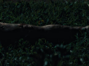 Secret Agent Hairy Leg