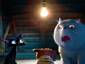 Gatto